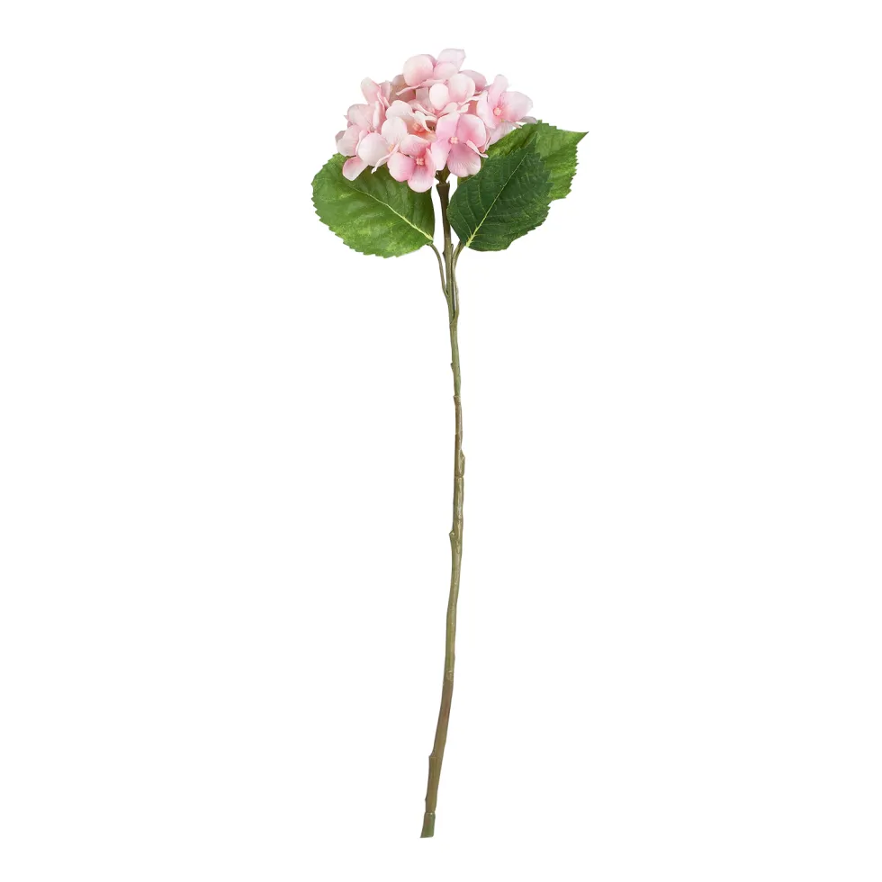 Hortensia vaaleanpunainen