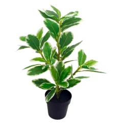 Viherkasvi ruukussa 35cm